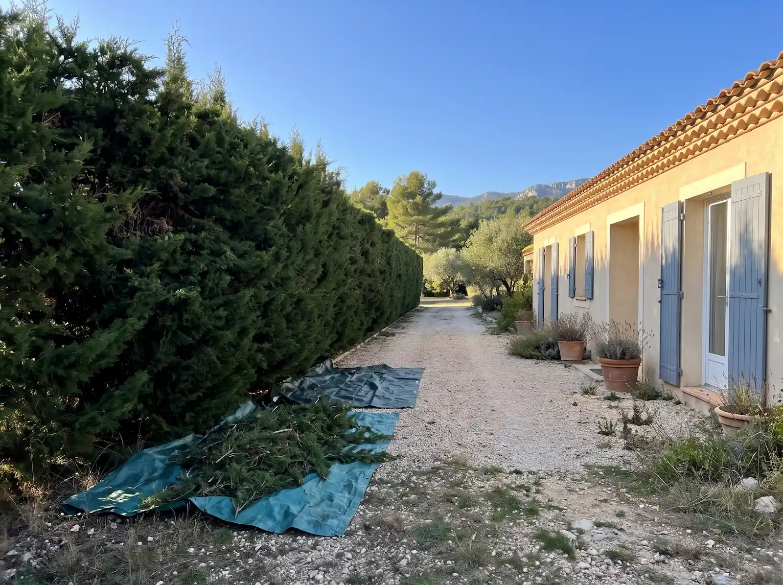 Après : haie de cyprès taillée droit, déchets ramassés sur des bâches le long de l’allée